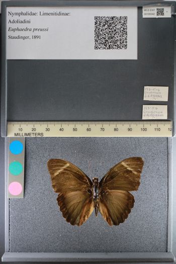 Media type: image;   Entomology 195042